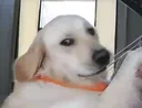 fucking_dog