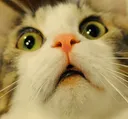 ScaredyCat ScaredyCat