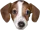 dog3