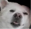 Doggo