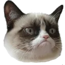 Grumpycat