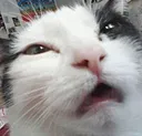Disgisting_Kat