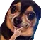 DogeHmm