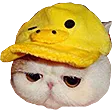 qqDuck