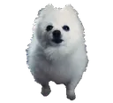 gabe gabe