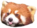 red_panda