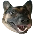 cctgExcite