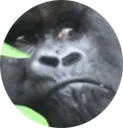 gorilleyes gorilleyes