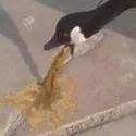 puke