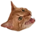feelsfrashman feelsfrashman