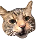 socksree