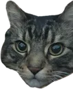 sockspls