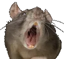 littlerat