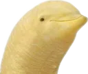 BananaDolphin
