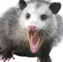 mapossum