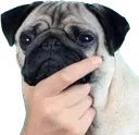 ponderpug