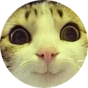 funnycat