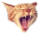 flashrawr