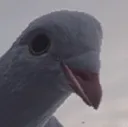 dove