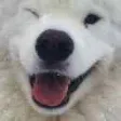 winkBOYE