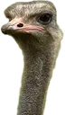 OstRich