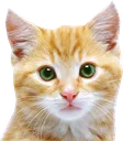 catk catk