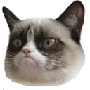 grumpycat2 grumpycat2