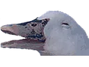 ducker