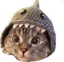 kitty kitty