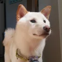 woof