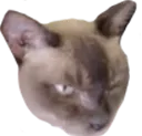 pussybandit
