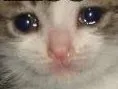 fuckedupcat