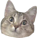 sili