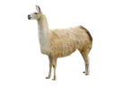 Llama2