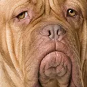 sadface