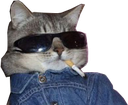 :coolcat: Discord Emote