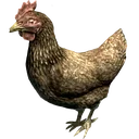 chicken