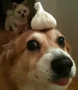 garlicdog