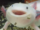 axolotl