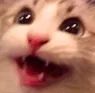 catD