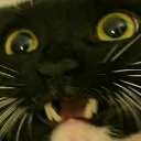catHELP