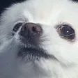 GABE