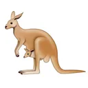 Kangaroo