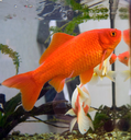 Goldfish Discord emoji