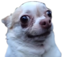 :doggo: Discord Emote