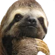SlothThink