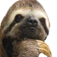 SlothThink