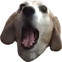 DOGSHOK