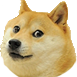shibe