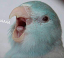 haupii